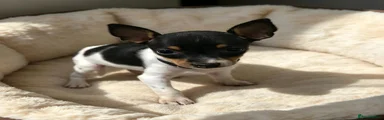Miniature Pinscher 4