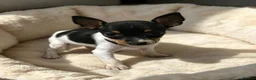 Miniature Pinscher dogs for sale: Stunning Miniature Pinscher Puppies–3Girls & 2Boys - Advert 3