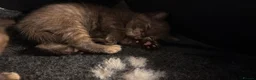 British Shorthair cats for sale: British shorthair kittens looking new home ❤️❤️❤️ - Advert 12