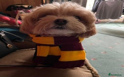 Maltipoo dogs for sale: Wait List Open F1 Genuine Toy Maltipoo - Image 19