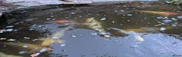 Koi Carp fish for sale: Established Pond Clearance 11 Mixed Koi & Goldfish in Margate - Advert 3