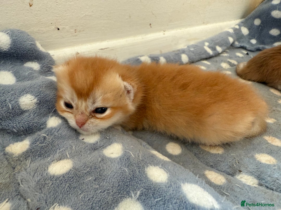 British Shorthair cats for sale: GCCFreg BSH & BLH Chocolate & Black Golden Kittens - Image 19