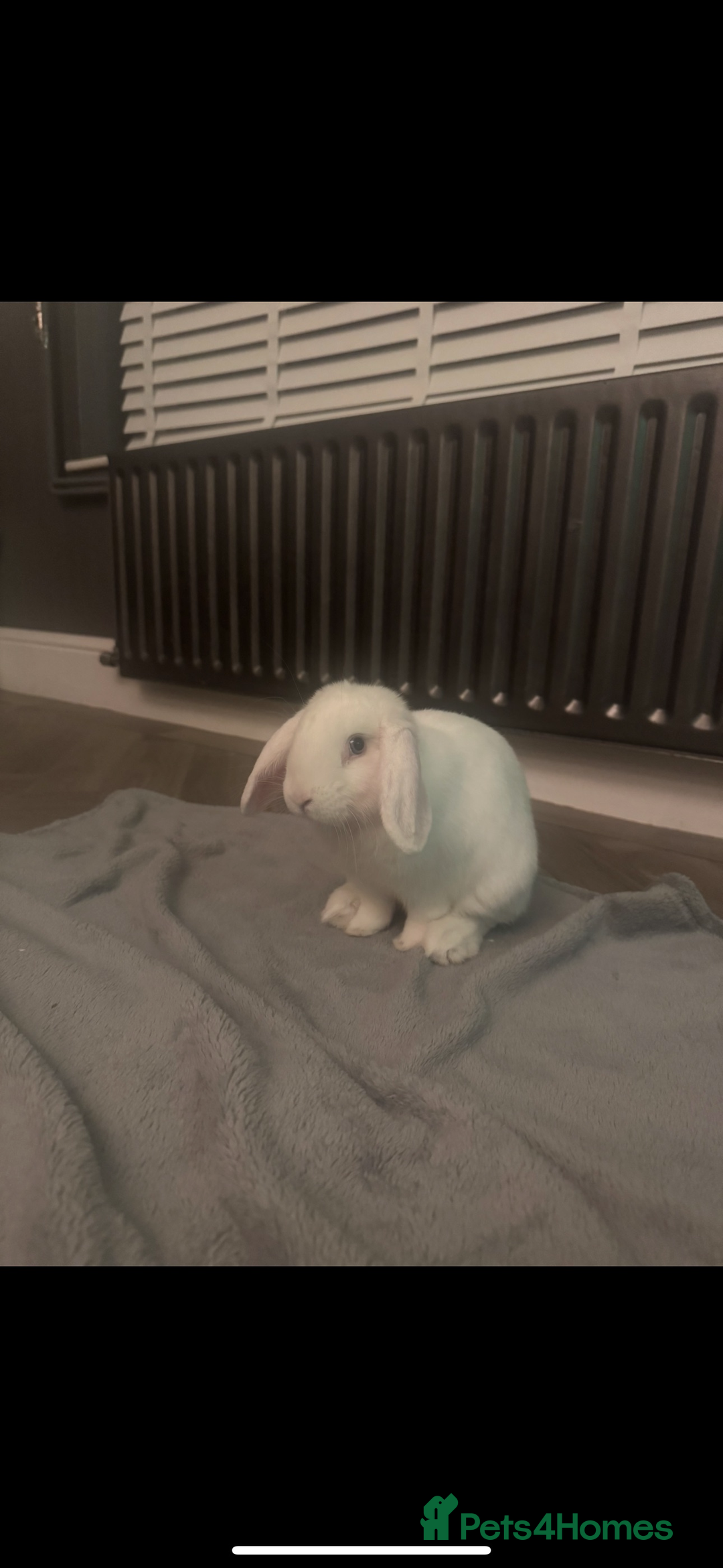 Mixed Breed rabbits for sale: Beautiful rabbit  - Advert 3