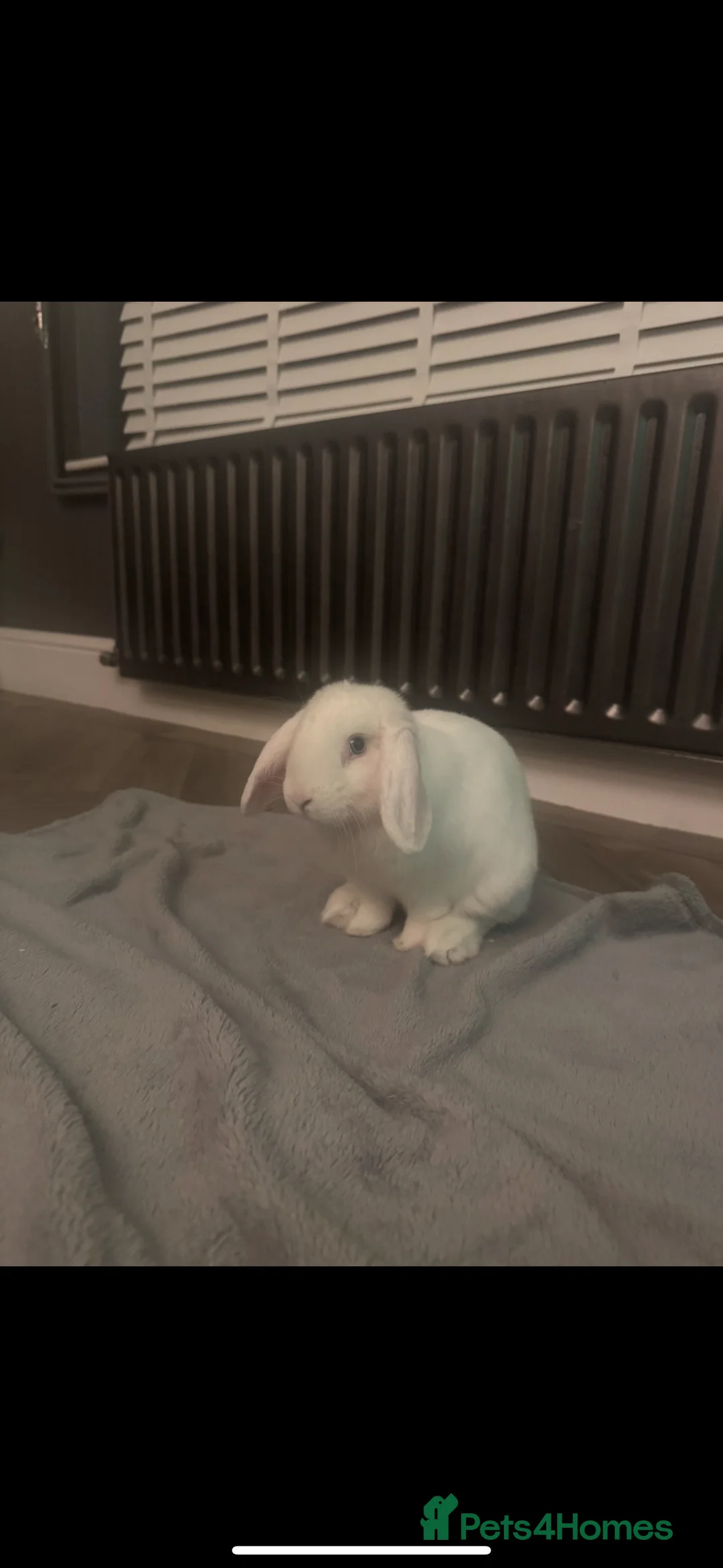 Mixed Breed rabbits for sale: Beautiful rabbit  - Advert 3