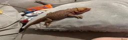 Bearded Dragon reptiles for sale: Bearded dragon 50% red monster x tangerine  - Advert 4