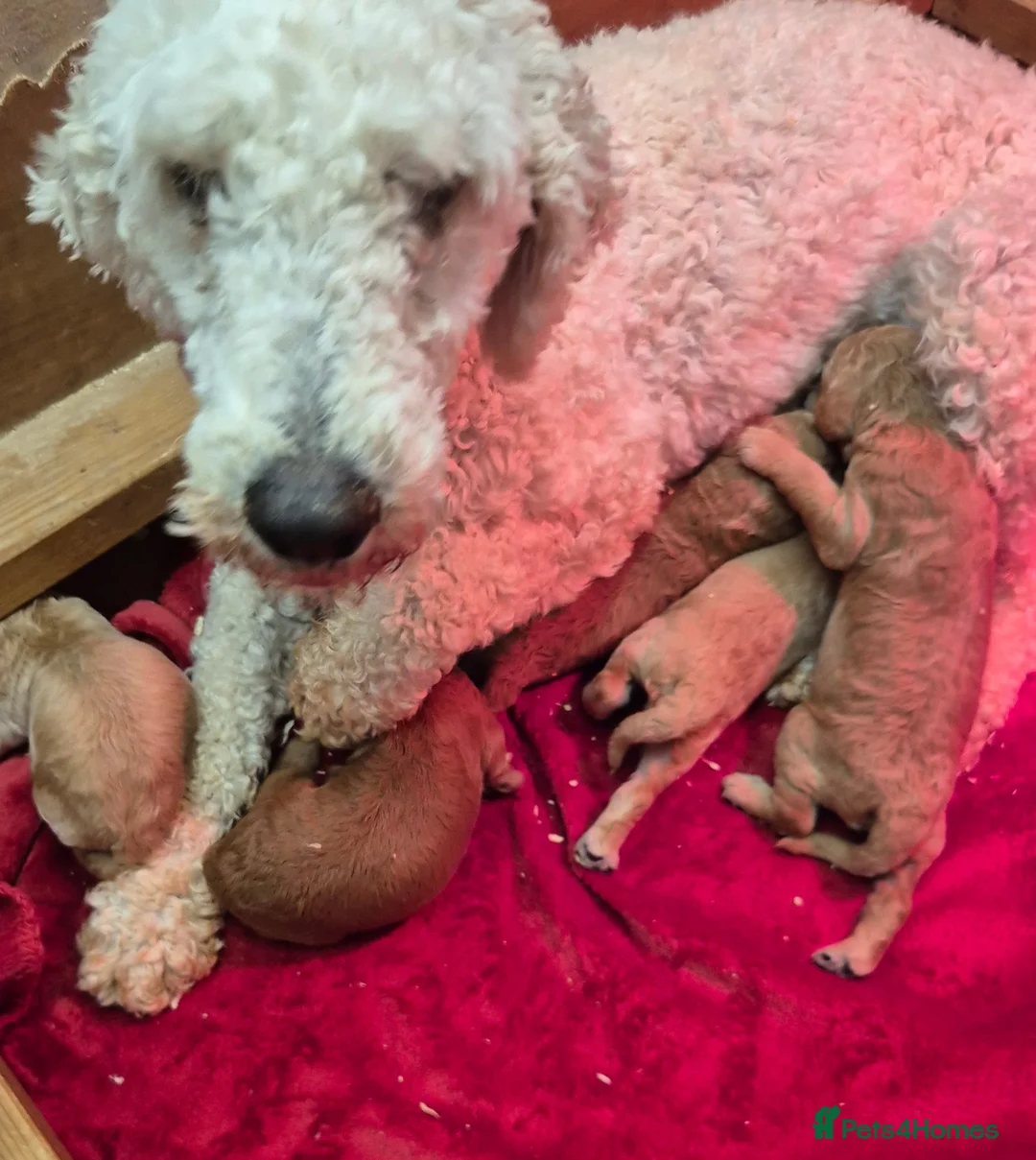 Standard Poodle dogs for sale: Red Standard Poodle puppies - Advert 10