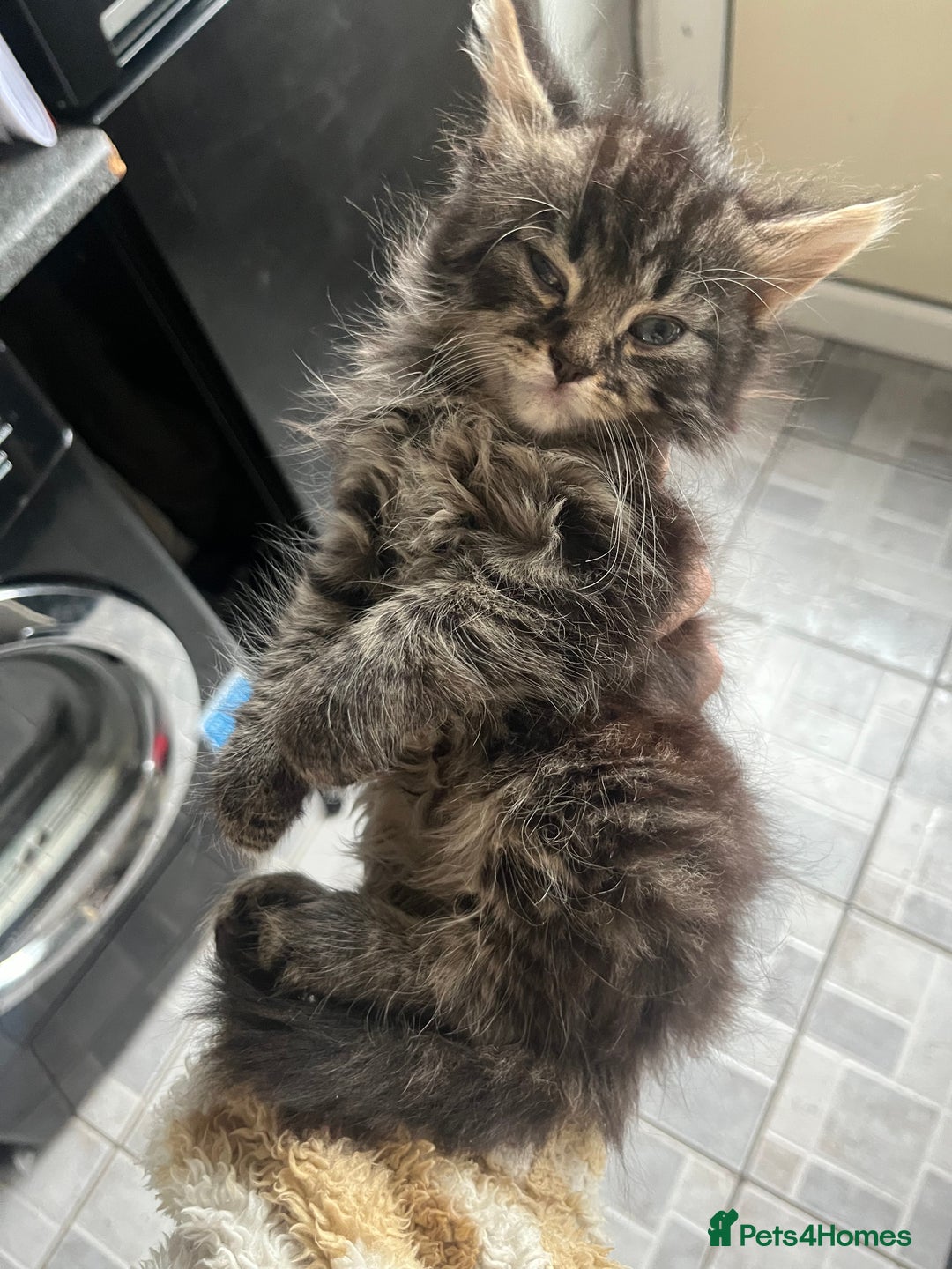 Mixed Breed cats for sale: 3 beautiful kittens ❤️ - Advert 4