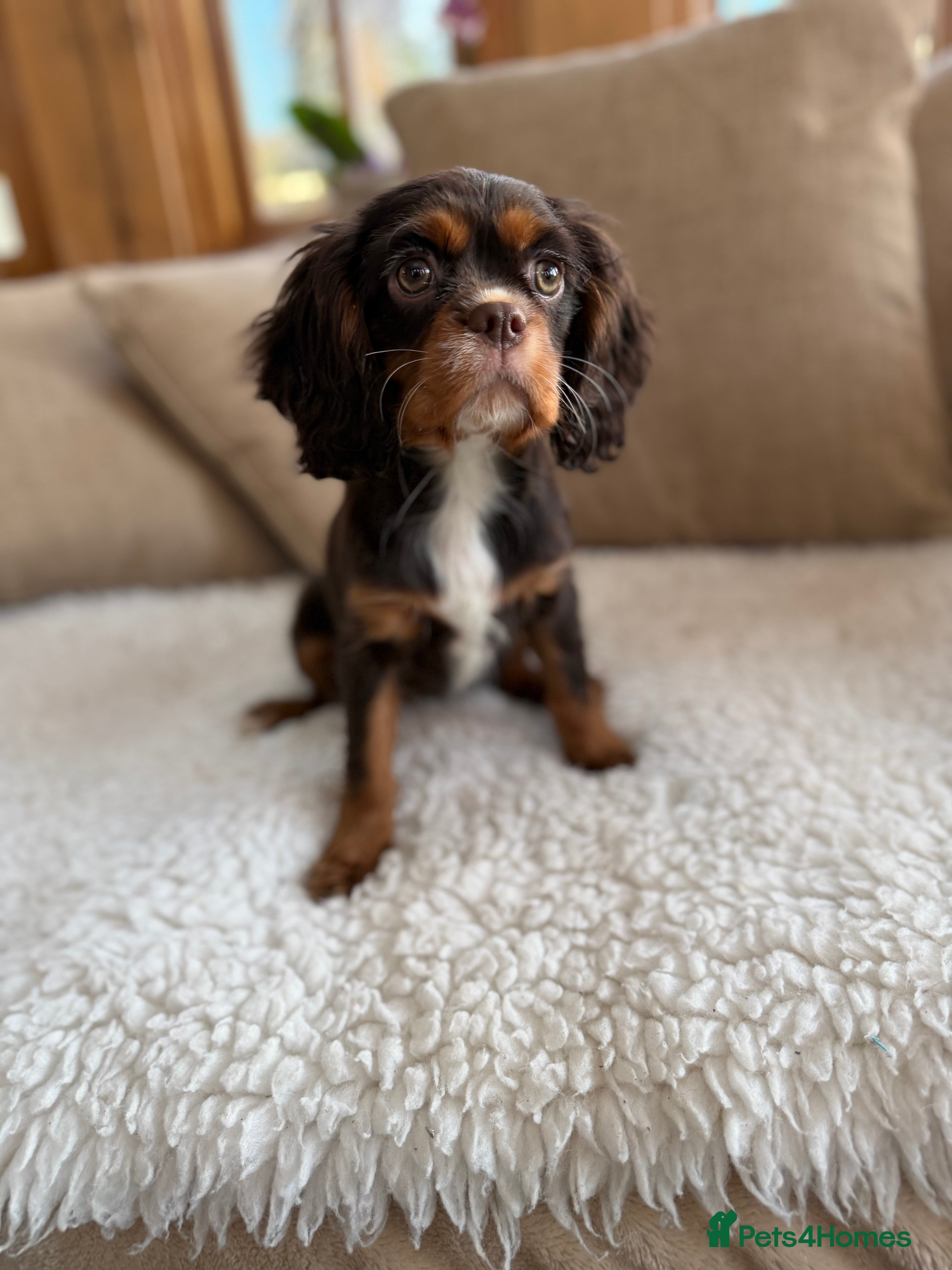 Cavalier King Charles Spaniel dogs Chocolate and tan Cavalier king charles - Advert 15
