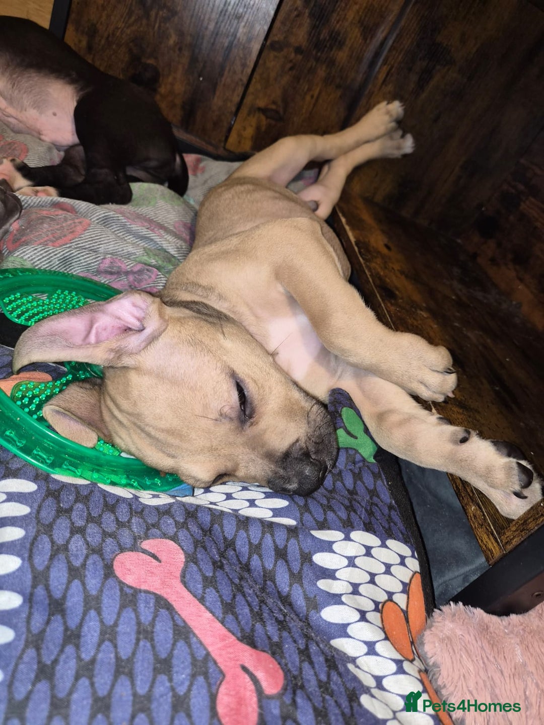 American Bulldog dogs for sale: 11 little hearts need their forever home - Advert 12