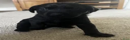 Labrador Retriever dogs for sale: *READY 30/7/26, KC Reg Black Labrador Puppies* - Advert 30