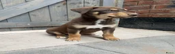 Mixed Breed dogs for sale: Dobermann x husky puppies - Advert 3