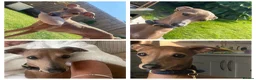 Italian Greyhound dogs for sale: 6 Stunning KC Italian Greyhound Puppies  - Advert 2