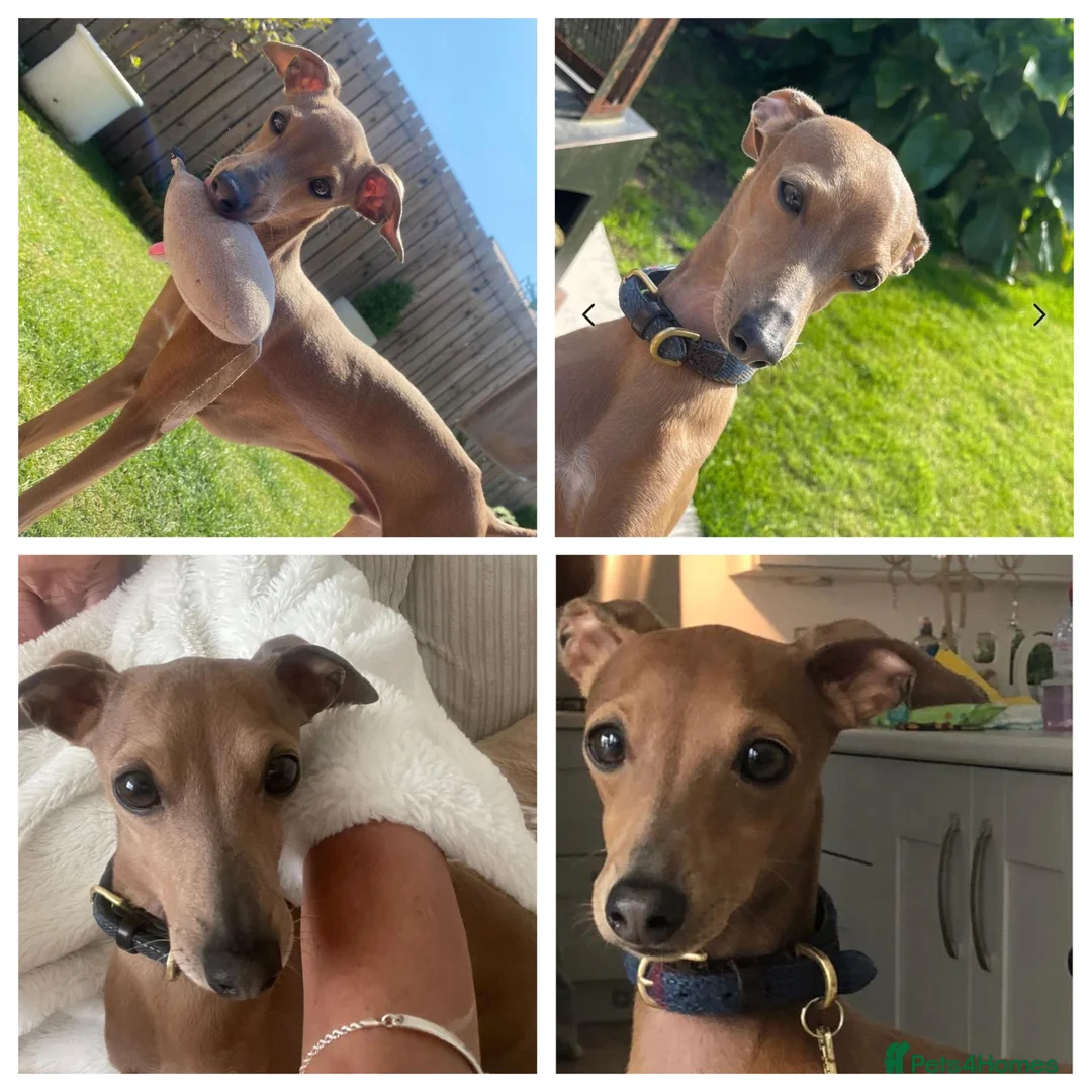 Italian Greyhound dogs for sale: 6 Stunning KC Italian Greyhound Puppies  - Advert 2