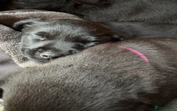 Labrador Retriever dogs for sale: Stunning Labrador KC Registered Puppies - Image 16