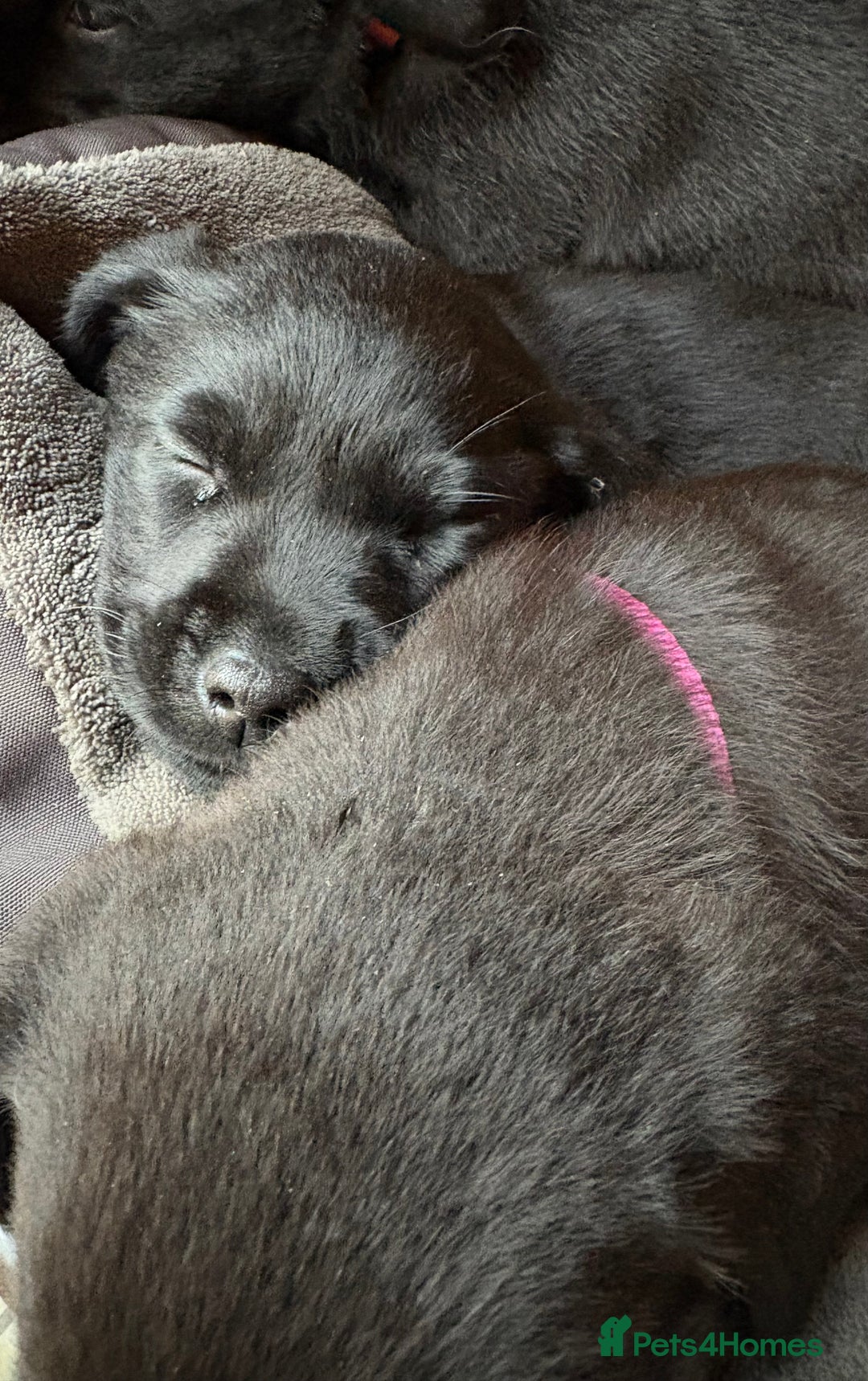 Labrador Retriever dogs for sale: Stunning Labrador KC Registered Puppies - Image 16