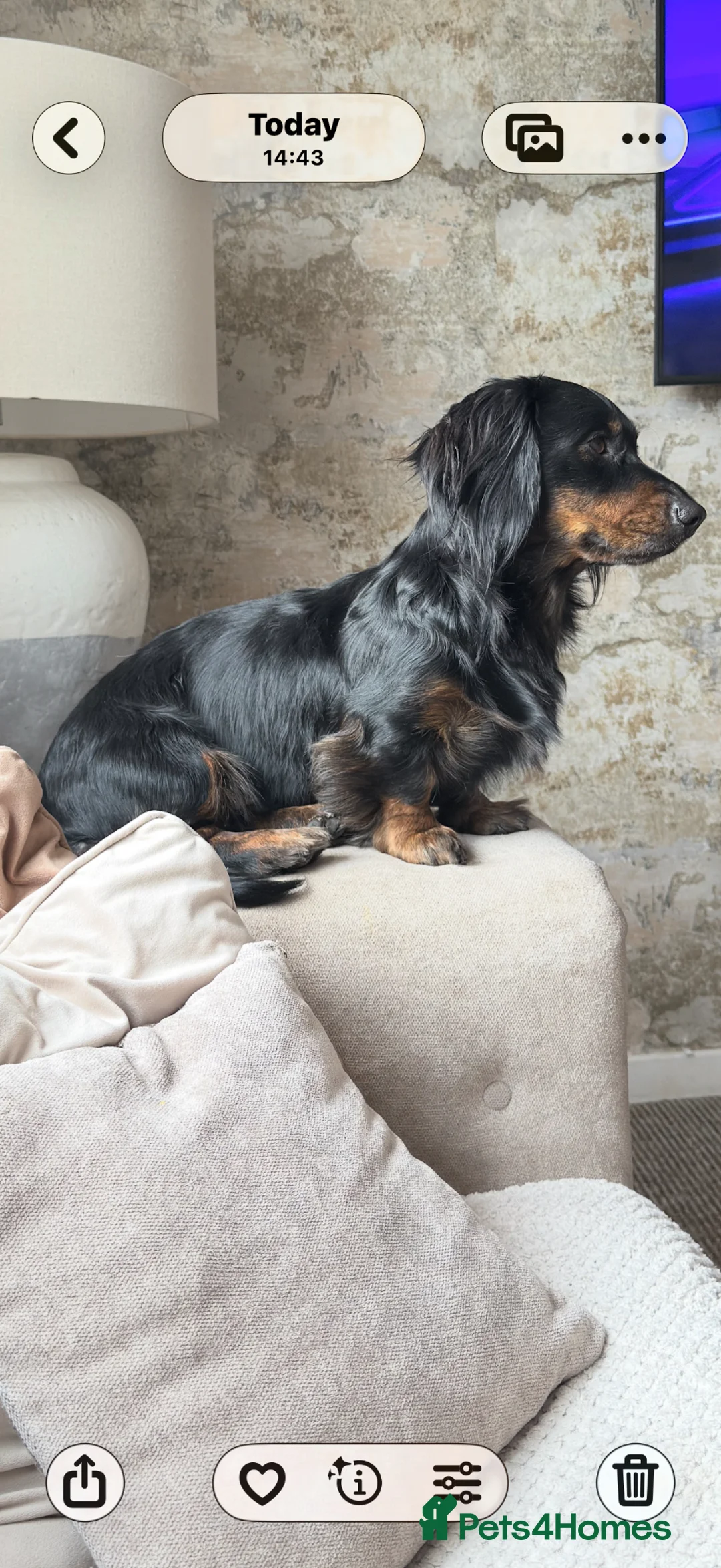 Dachshund dogs for stud: Male dachshund for stud in Witham - Advert 2