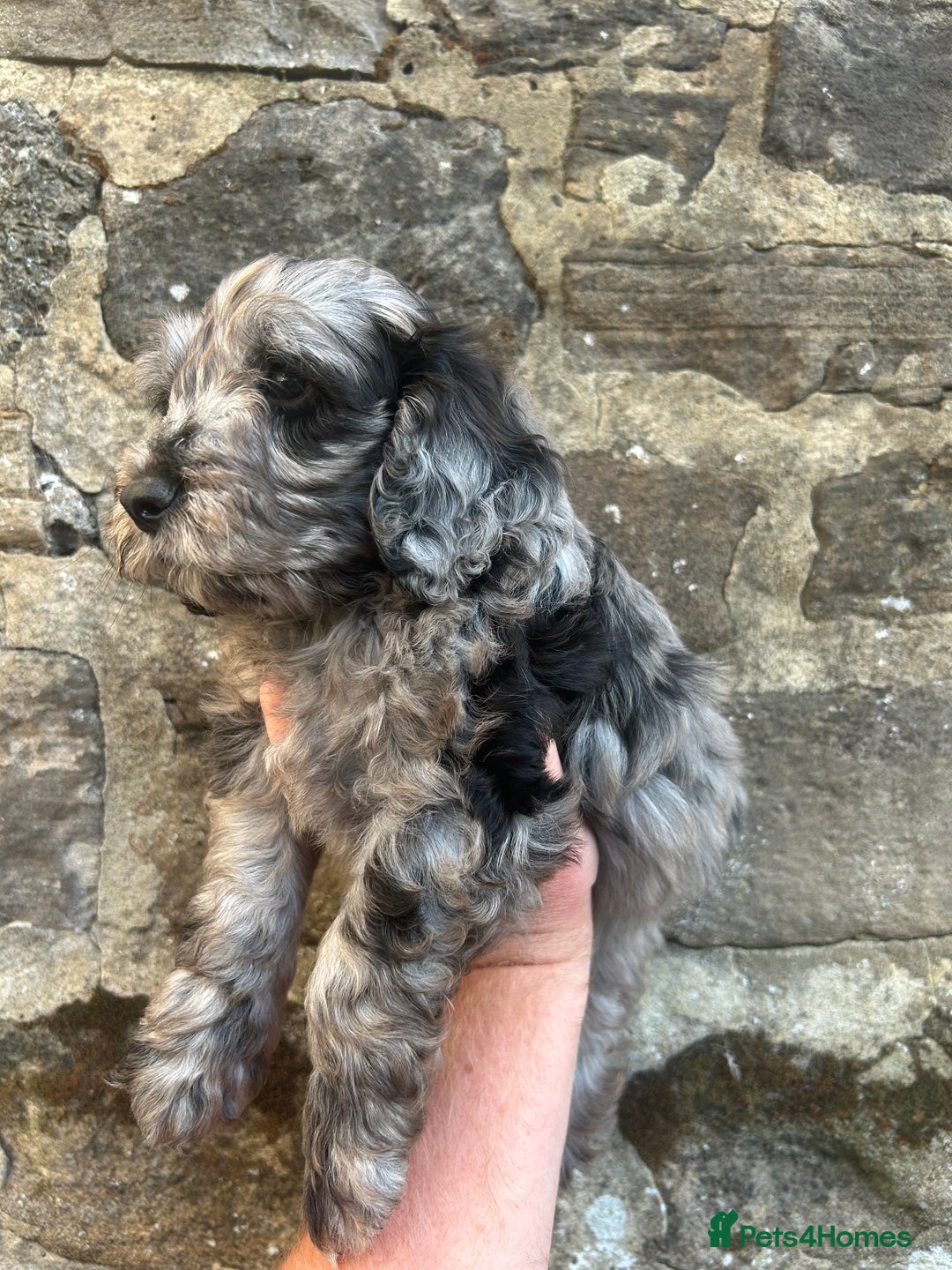 Cockapoo dogs for sale: BEAUTIFULL F1 COCKAPOOS - Image 6