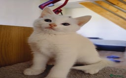 Domestic Shorthair cats for sale: Two female kittens looking for their forever homes - Image 16