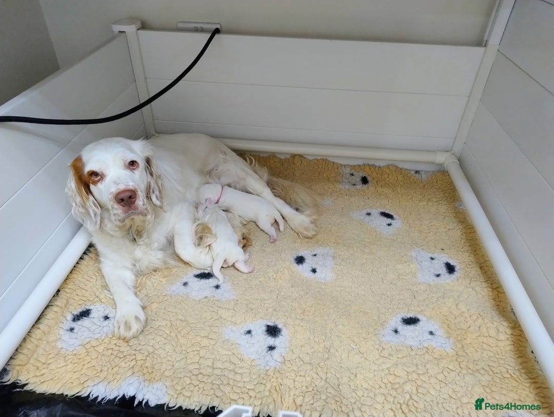 Clumber Spaniel dogs for sale: Pedigree KC Clumber Spaniel Puppies - Advert 18