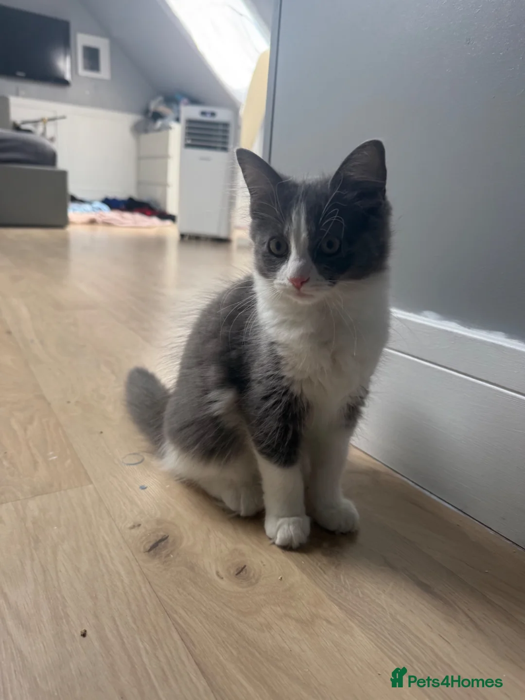 Mixed Breed cats for sale: Beautiful Long-Haired Ragdoll Cross Kitten - Advert 2