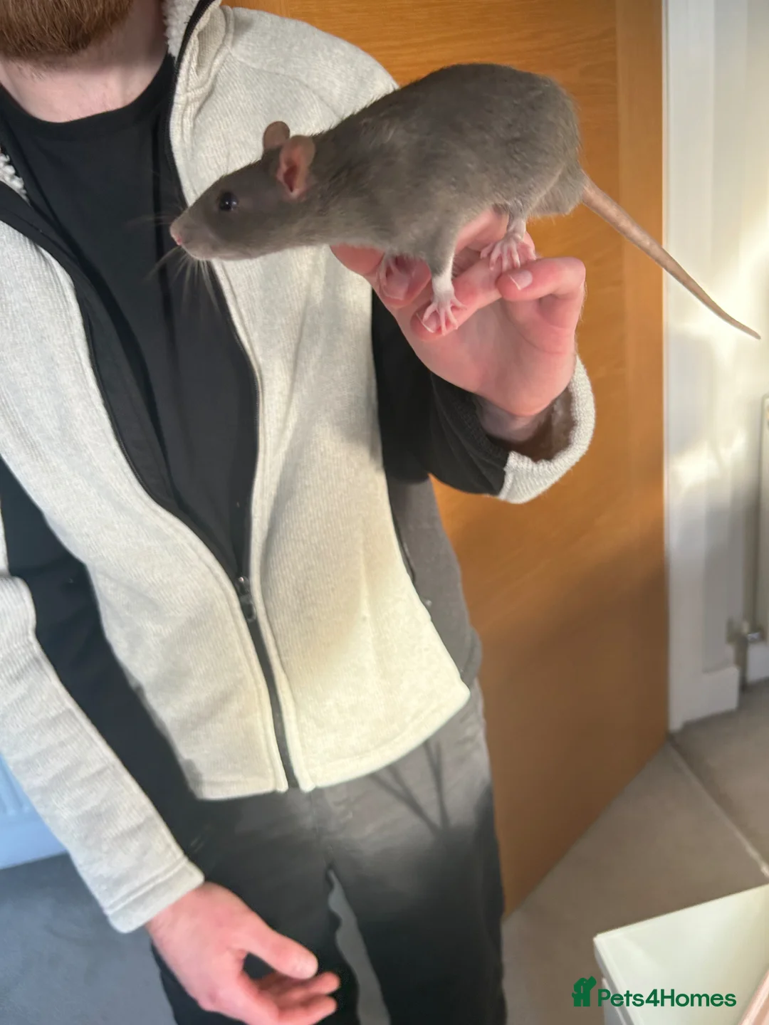 Rat rodents for sale:  Male Rats Brothers Cage & Full Setup 4 Months Old - Advert 2