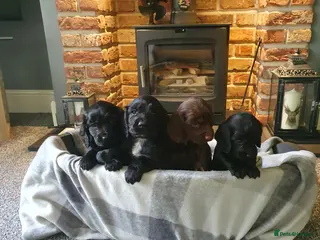 Cocker Spaniel dogs WORKING COCKER SPANIEL PUPPIES - Advert 1