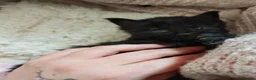 Mixed Breed cats for sale: Pretty female kitten - Advert 8