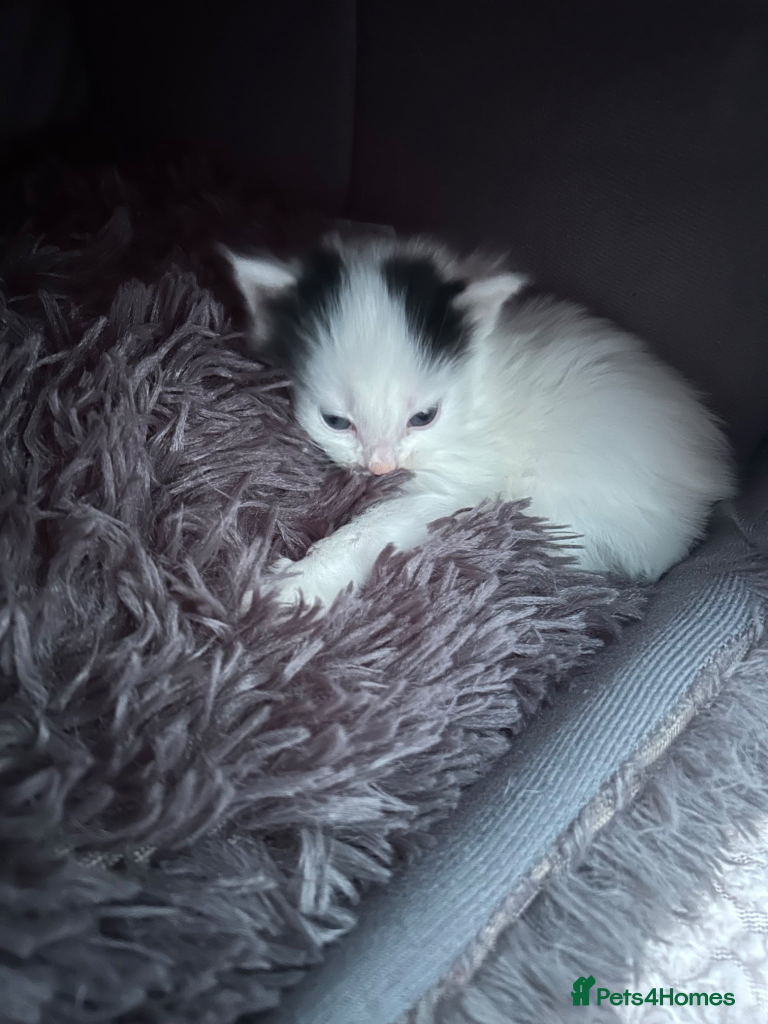 Mixed Breed cats Black and white kitten - Advert 2