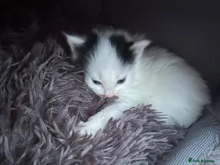 Mixed Breed cats Black and white kitten - Advert 5