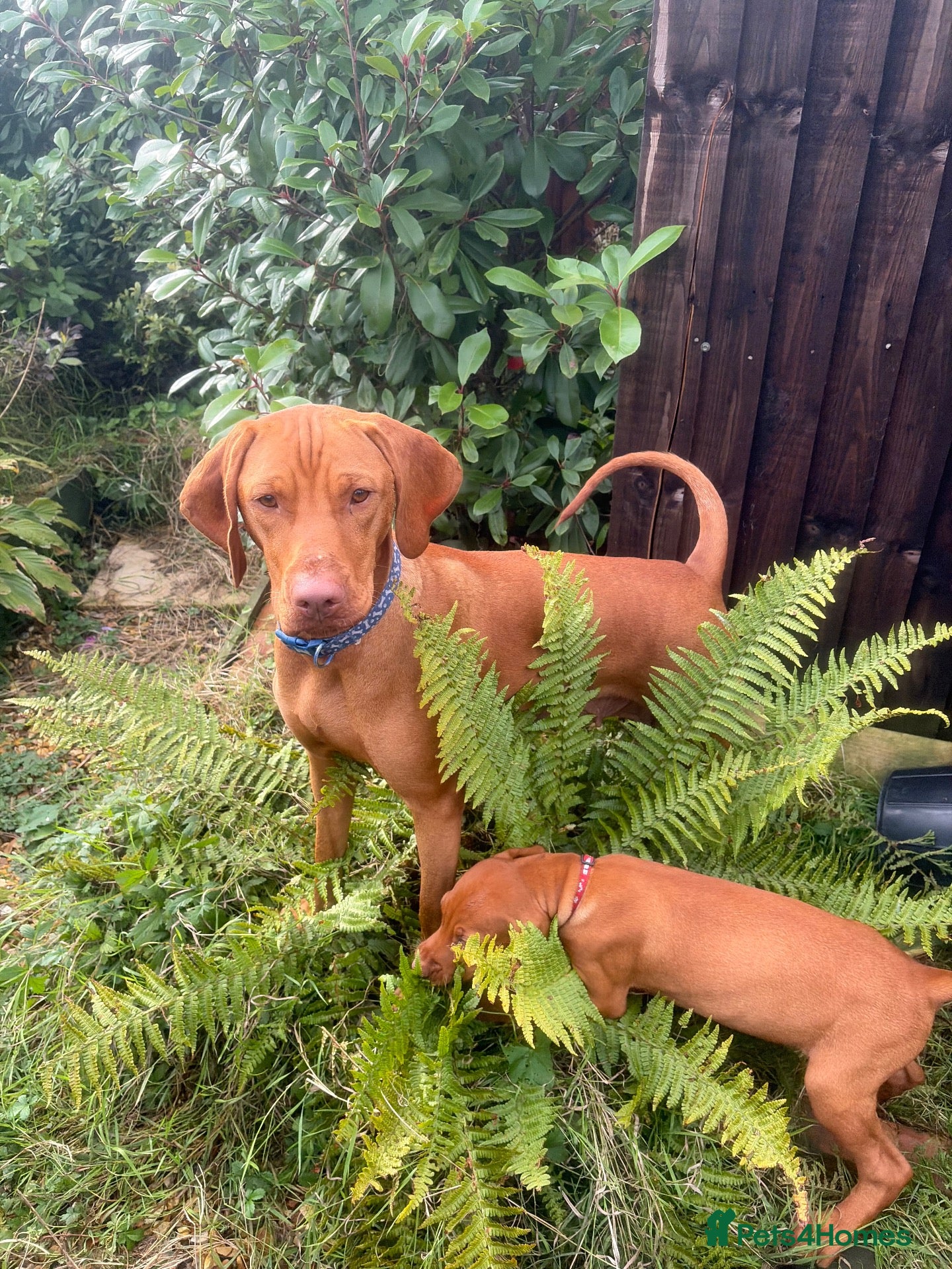 Hungarian Vizsla dogs Vet approved ready to collect.KC Hungarian Vizslas - Advert 7