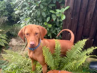 Hungarian Vizsla dogs Vet approved ready to collect.KC Hungarian Vizslas - Advert 7