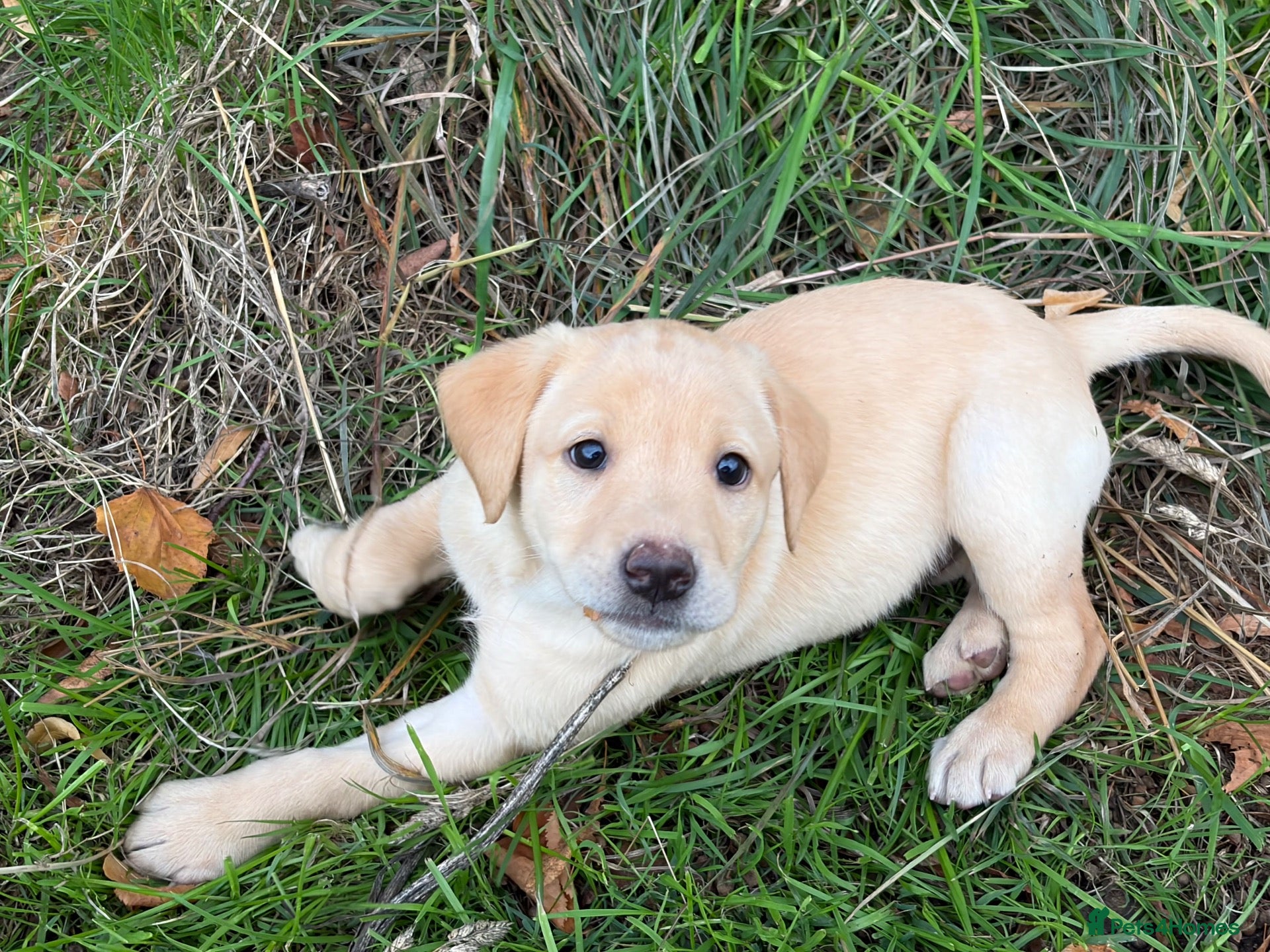 Labrador Retriever dogs Yellow KC, health tested Labradors  - Advert 13