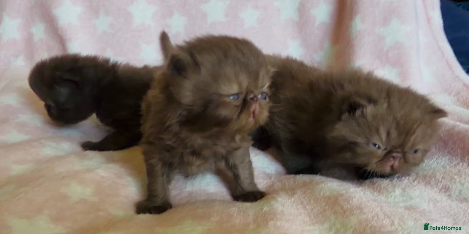 Exotic cats Litter of Chocolate & Black Exotics For Sale - Advert 1