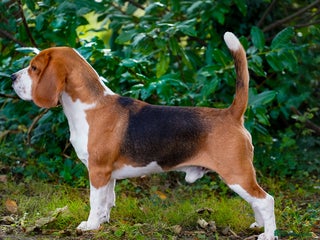 Beagle dogs in Tonbridge - Advert 28