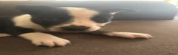 Mixed Breed dogs for sale: 1 Bullkita Puppy Left | Ready 25th May - Advert 6