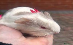 Guinea Pig rodents for sale: Gorgeous baby Guineapigs  - Image 4