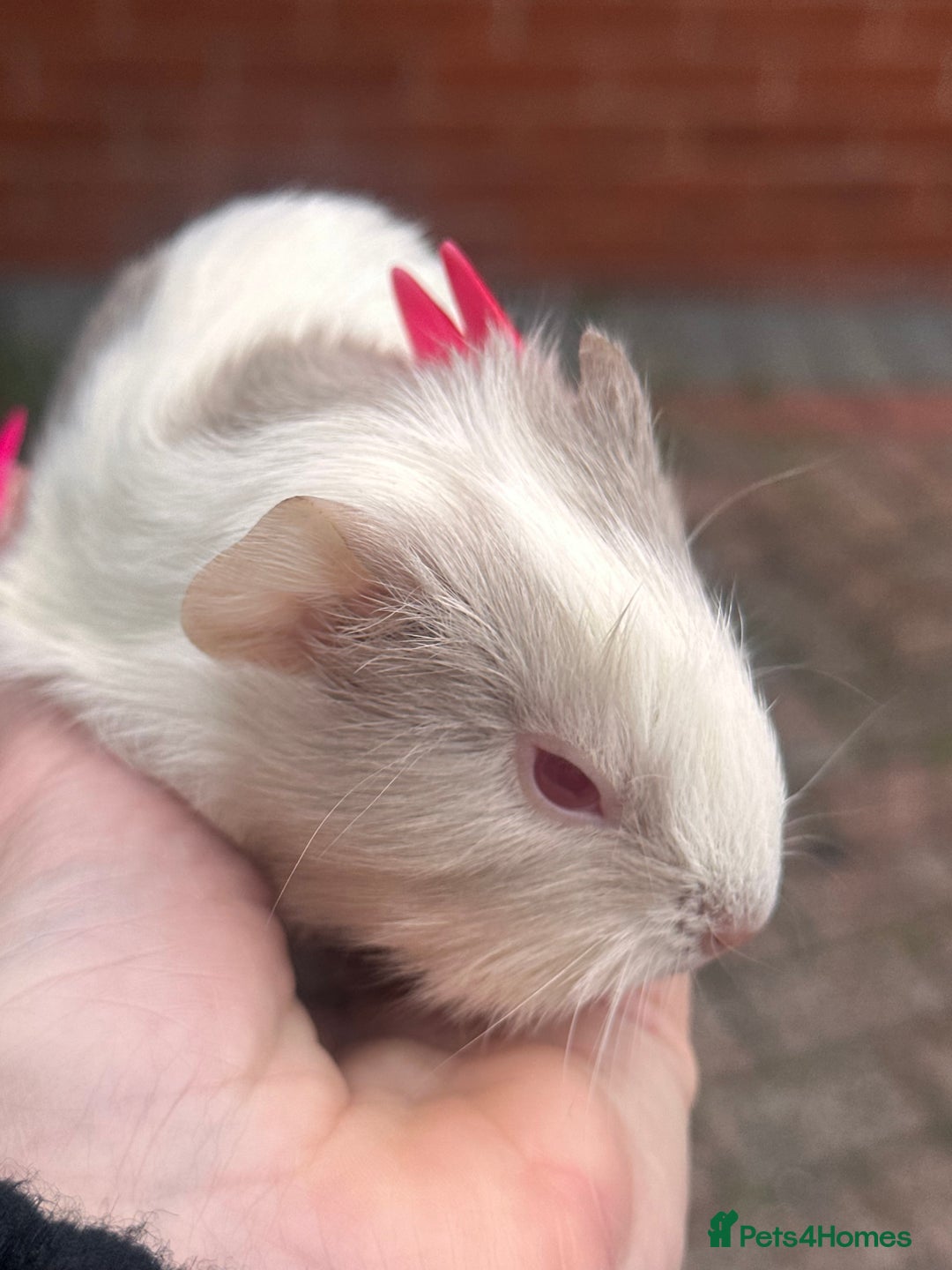 Guinea Pig rodents for sale: Gorgeous baby Guineapigs  - Image 4