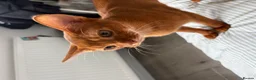 Abyssinian cats for sale: Pedigree Abyssinian boy for sale  - Advert 15