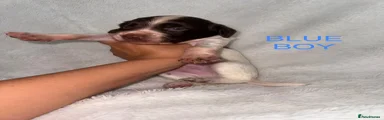 English Springer Spaniel 4