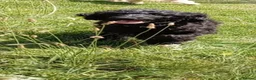 Mini Goldendoodle dogs for sale: Big REDUCTION Goldendoodles - Advert 9