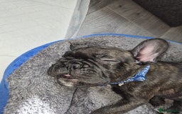 French Bulldog dogs for sale: French bulldog puppy 9 weeks - Image 3