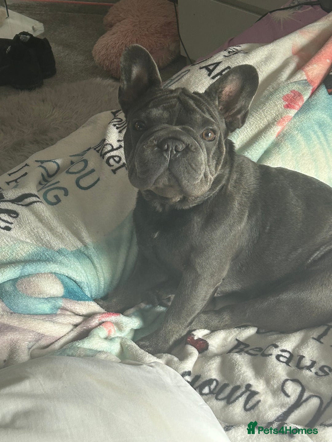 French Bulldog dogs for sale: 11 month old female french bulldog - Image 3