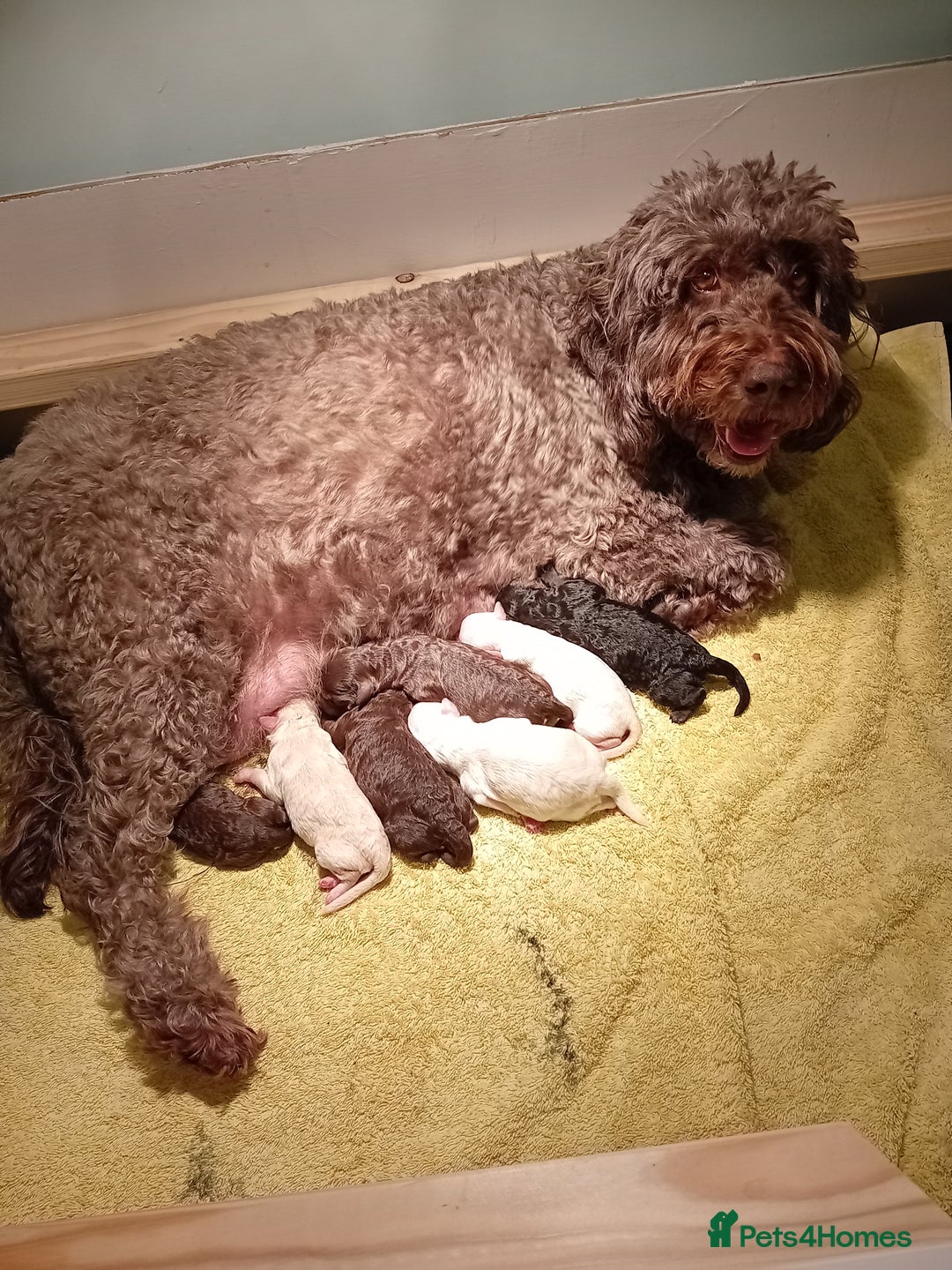 Mini Goldendoodle dogs for sale: Gorgeous Miniature Double Doodle puppies  - Advert 4