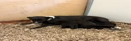 Mixed Breed dogs for sale: Bedlington x Whippet Lurcher puppy’s  in Westerham - Advert 8