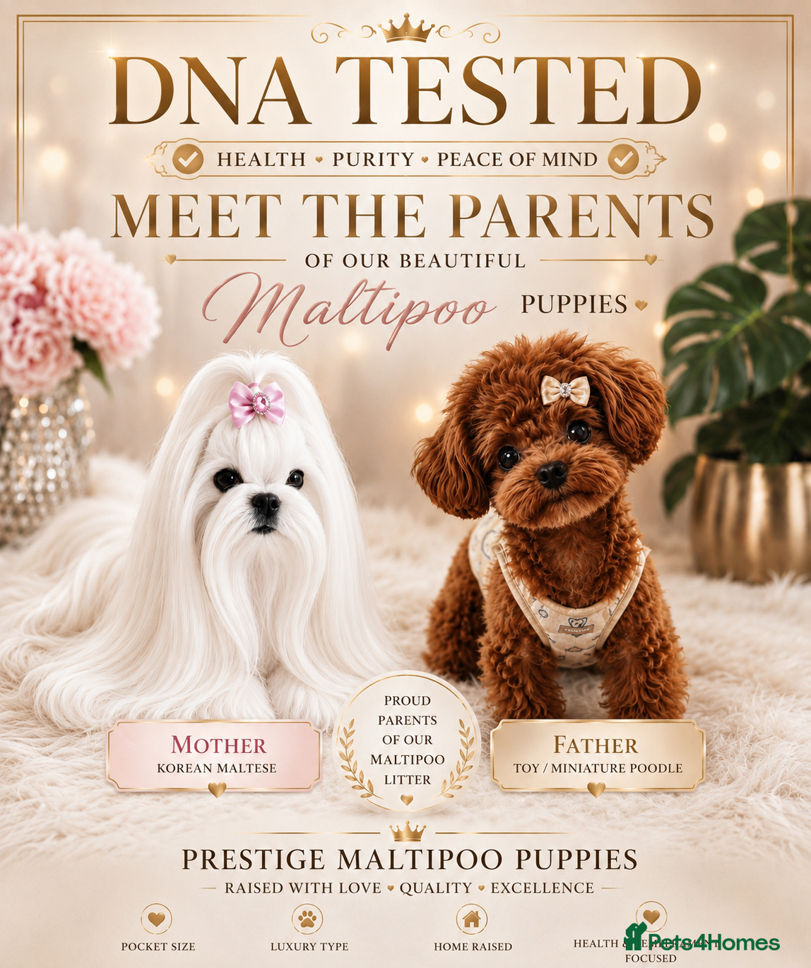 Maltipoo dogs 💎 Prestige Luxury Maltipoo DNA Tested  Parents 💎 - Advert 12