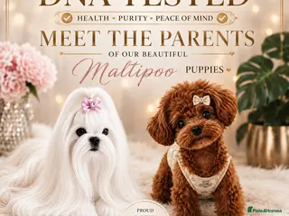 Maltipoo dogs 💎 Prestige Luxury Maltipoo DNA Tested Parents 💎 - Advert 12