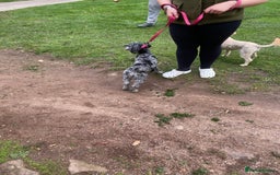 Cockapoo dogs for sale: Cockapoo - Image 18