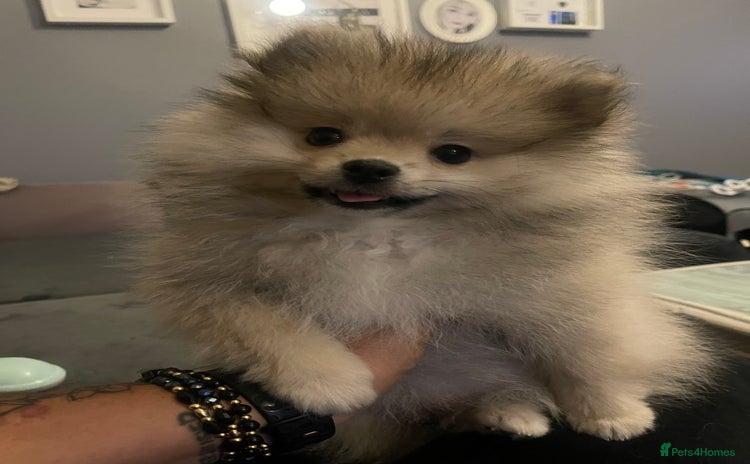 Pomeranian dogs Pomeranian Puppies – Ready Now - Advert 2