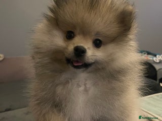 Pomeranian dogs Pomeranian Puppies – Ready Now - Advert 1