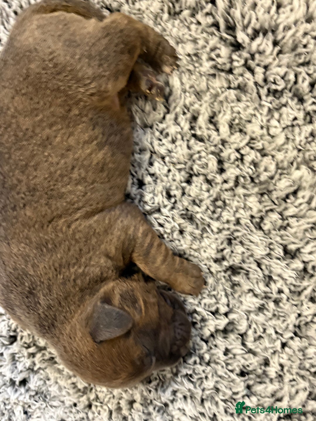 Staffordshire Bull Terrier dogs for sale: Staffordshire bull terrier puppy’s  - Image 5